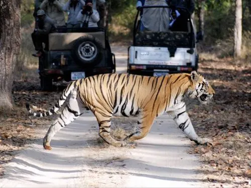 Bandhavgarh Tiger Reserve, Madhya Pradesh