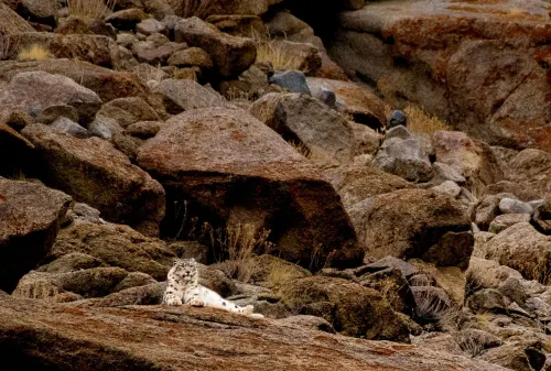 Hemis National Park (Snow Leopard), Ladakh