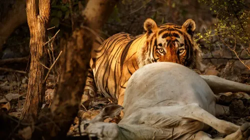 Kanha–Pench Wildlife Corridor, MP