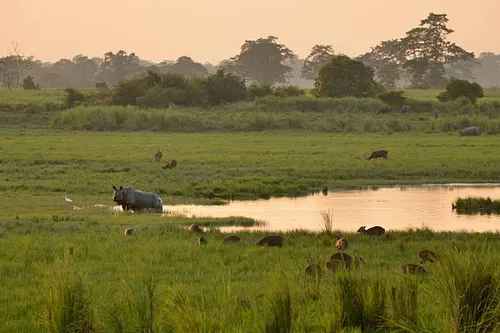 Kaziranga National Park, Assam