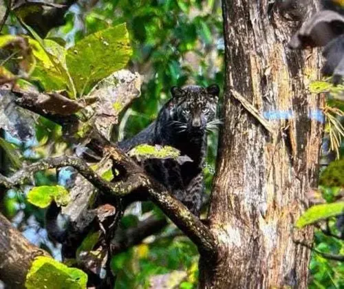 Pench Tiger Reserve, Madhya Pradesh/Maharashtra