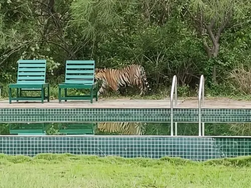 Tadoba Andhari Tiger Reserve, Maharashtra